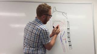 Larynx and Phonation part 1of 2  Introduction and Cartilage framework [upl. by Iroc]