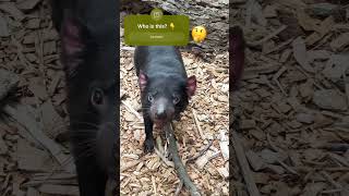 Tasmanian Devil wild animal Australia tasmania tasmaniandevil [upl. by Nyrual]