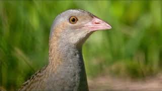 Call of Corncrake Crex Crex  Bird Song [upl. by Anna-Maria]