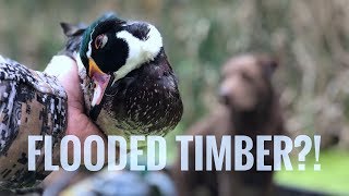 Woodies in Flooded Timber  Indiana Public land Duck Hunting [upl. by Alegre]