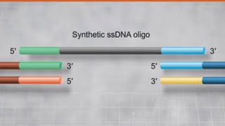 NEBuilder® HiFi DNA Assembly Bridging dsDNA with a ssDNA Oligo [upl. by Namdor707]