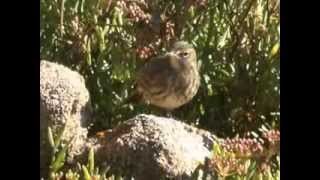 Pipit maritime  eurasien Rock Pipit   Anthus petrosus [upl. by Ttevi39]