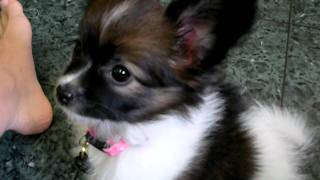 papillon Mia 8wks amp 4 days quotDo you want some chickenquot [upl. by Theona534]