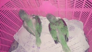 Alexandrine Parrot growth stages  Parrot growing day by day  baby parrot growing up  Bird Alex [upl. by Celine]