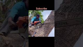 Stihl Ms 881 😱😱😱 shortsfeed trending viralvideo shorts [upl. by Sedicla]