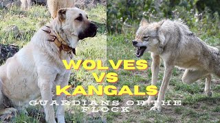 Wolves vs Kangals Whos the Ultimate Guardian of the Flock [upl. by Griswold]