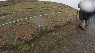 Magellanic penguin [upl. by Merlin795]