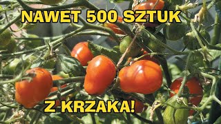 Nawet 500 sztuk  Pomidor Koktajlowy Czerwony Megagroniasty  Uprawa Na Balkonie W DonicySezon 2024 [upl. by Kirstin]