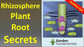 The Rhizosphere 🌲🍄🌴 Secrets to Better Plant Growth and Soil Building [upl. by Grannias123]