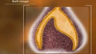 Tooth Development and Eruption 3D Animation [upl. by Minier]