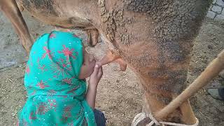 small girl drinking cow milk part 20 [upl. by Ratib]