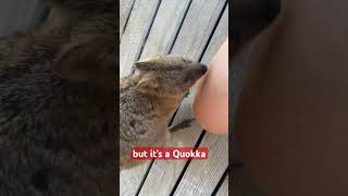 Quokkas are marsupials mainly living on Rottnest Island reachable from Perth Western Australia [upl. by Atineb176]