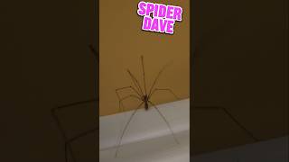 💀 A HUGE SPIDER 🕷💀 Spider Dave Please behave spiderdave minecraft scary [upl. by Stanzel]