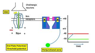 Excitation Contraction Coupling In The Skeletal Muscle [upl. by Sethi776]