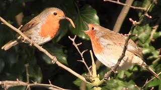 SECRET LIFE OF THE ROBIN  Erithacus rubecula [upl. by Halil]