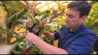 The Garden Gurus  Creating a living Bromeliad tree [upl. by Appleby]