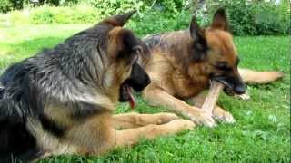 German Shepherd puppy talking back [upl. by Kirtley415]