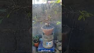 Tamarind bonsai update from cuttings [upl. by Elwee]