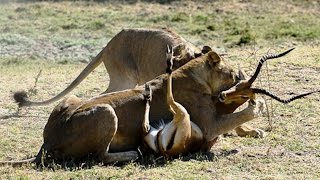 Lions Kills Impala Deadliest killers Hunger Race by Monetrio AnimalFightClub [upl. by Yacov]