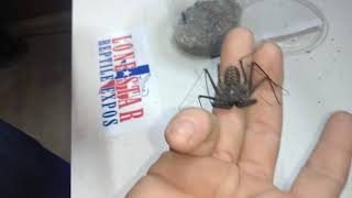 Phrynus whitei Central American tailless whip scorpion handling [upl. by Lyckman]