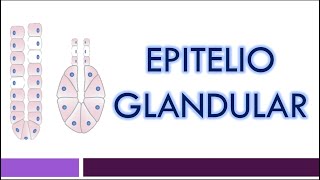 TEJIDO EPITELIAL Epitelio Glandular [upl. by Octavia]