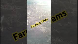 Yam farming Kenya [upl. by Aneeuqal]