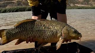 Ebro Mequinenza Carp fishing Шараните на Ебро 4K [upl. by Laefar]