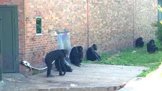 Chimps Play Fighting at Chester Zoo [upl. by Mcbride996]