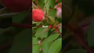 🌹🌹rose plant4 tips for rose planttamil gardentips grow [upl. by Euginimod]