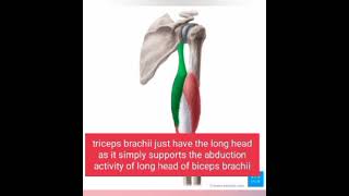 all muscles related to scapula  intro [upl. by Now549]