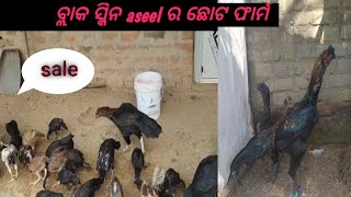 black skin aseel farming Jagatsinghpursubscribe9090306063 [upl. by Boesch420]