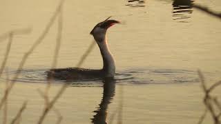 Great Crested Grebe Podiceps cristatus Fuut Starrevaart ZH the Netherlands 29 Nov 2024 21 [upl. by Nosahc]