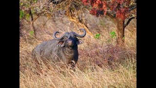 Nile Buffalo and plains game hunt in Uganda [upl. by Ahtnamas751]