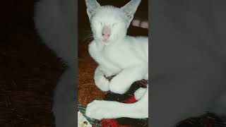 music love arabic топ cat meowtv dancemusic catlover meowingtv newmusic [upl. by Jasmine]