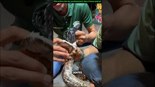 quantos dentes tem uma cobra viralvideo animals comedyvideos titanic facts [upl. by Ddart]