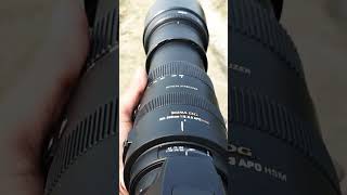 sigma 150500mm canon mount sigma150600 sigma150500 canon200dmarkii [upl. by Durtschi]