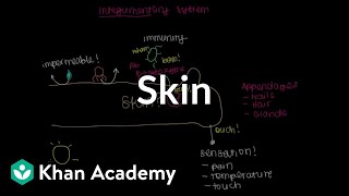 Meet the skin Overview  Integumentary system physiology  NCLEXRN  Khan Academy [upl. by Aissila878]