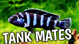 What fish can you have with demasoni cichlid  Demasoni cichlid tank mates [upl. by Asel]