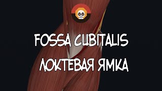 Локтевая ямка fossa cubitalis 3D Анатомия [upl. by Neeloj]