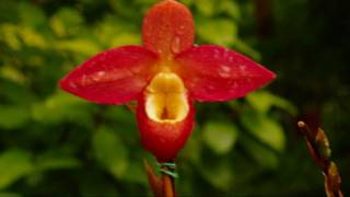 Phragmipedium Don Wimber in HD [upl. by Ayidah]