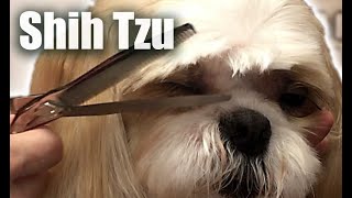 Shih Tzu  Top 10 Facts [upl. by Deanne399]