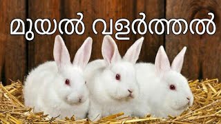 RABBIT FARM IN INDIA KERALA [upl. by Braynard]