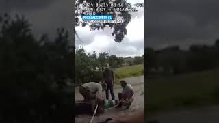 Enormous alligator spotted walking near Florida school [upl. by Marleah]