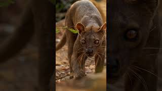 Unmasking the Agile Hunter of Madagascar Secrets of the Fossa [upl. by Stagg]