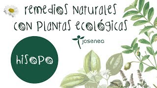 REMEDIOS NATURALES CON PLANTAS ECOLÓGICAS EL HISOPO [upl. by Nolie]