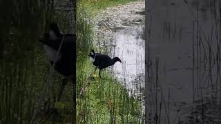 Swamphen hunting food at the lake side wildbird wetlands [upl. by Nodyarg538]