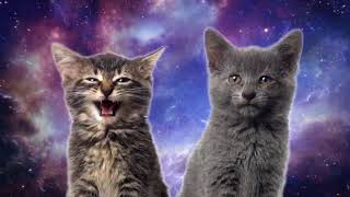 Gatos cantando quotla mejor canción del mundoquot [upl. by Garate344]