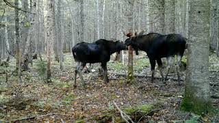 Natural Moose Calls 2 [upl. by Anen]