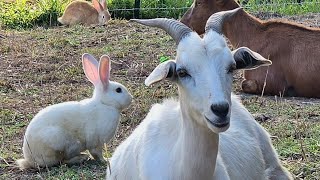 Update Rabbits and Breeding Season kikogoats backyardrabbitry breeding babyanimals farmliving [upl. by Noletta]