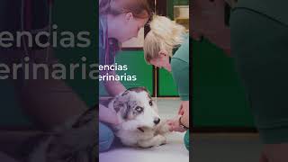 Postgrados de veterinaria de Cuas  Homologación Europea [upl. by Eikin]